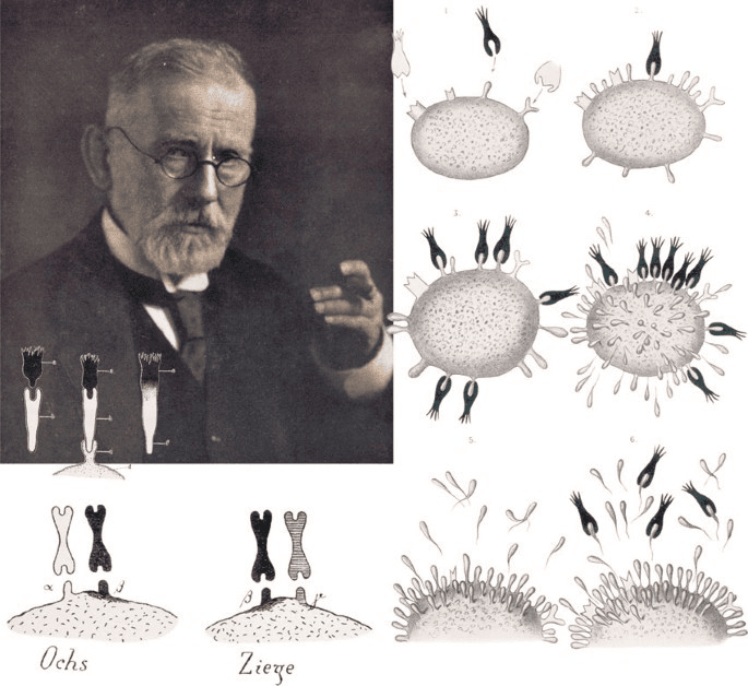 Paul Ehrlich and the Discovery of Granulocytes: Pioneering Immunology