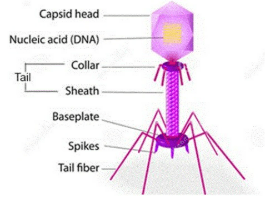 Bacteriophages: The Future of Antimicrobial Resistance?