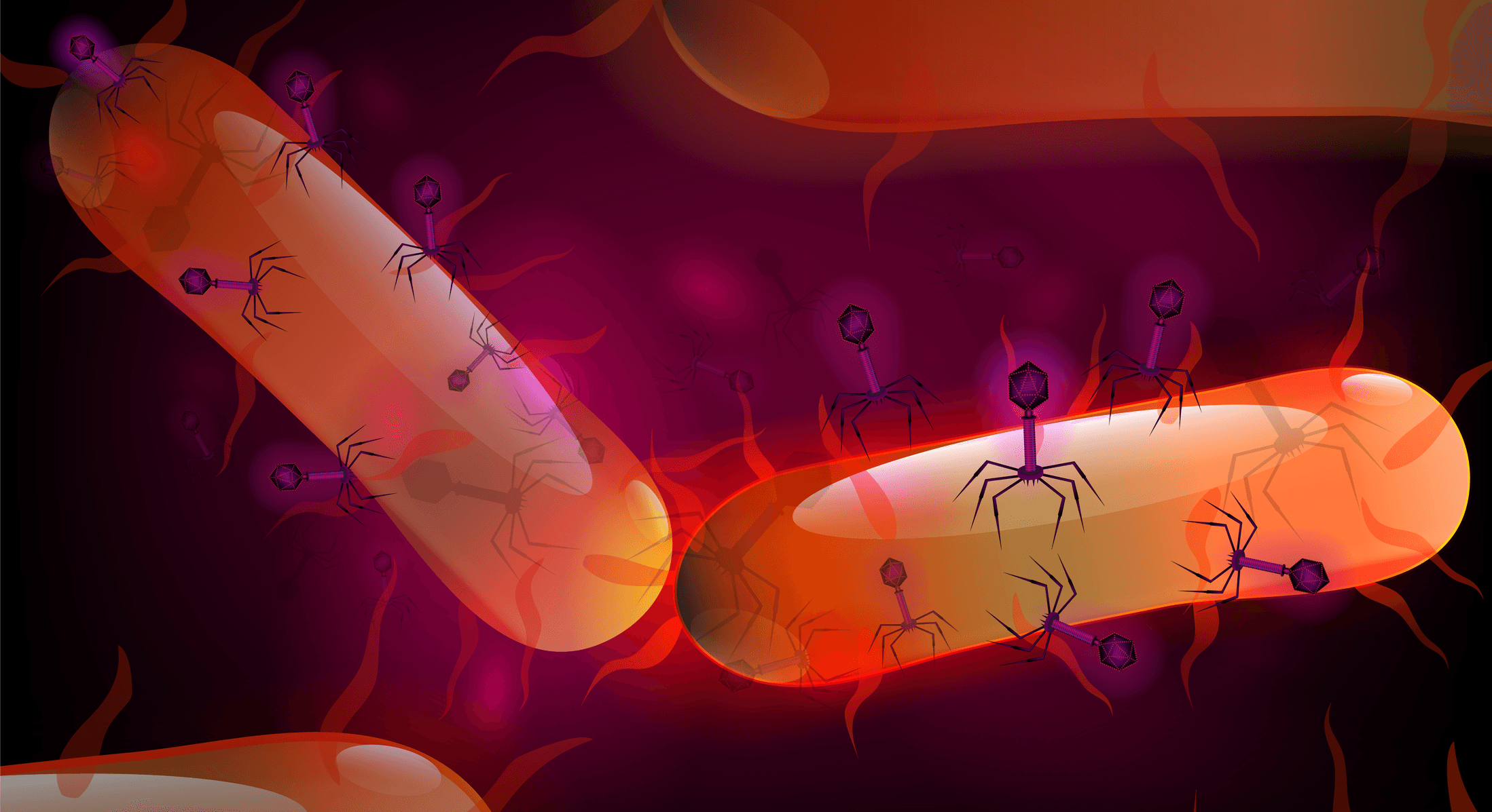 Phages in Your Gut: The Invisible Viruses That Shape Your Health